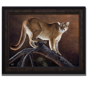 MOUNTAIN LION & JACKPINE (Framed)